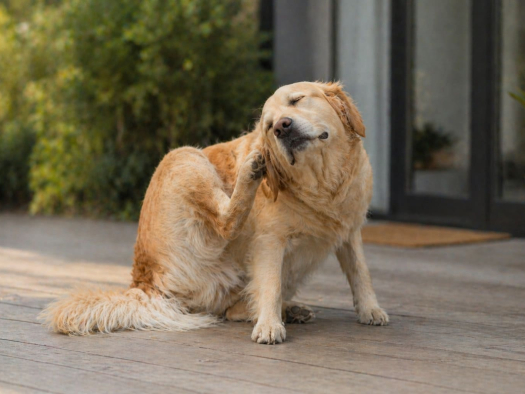 Dog Itching and Scratching Constantly