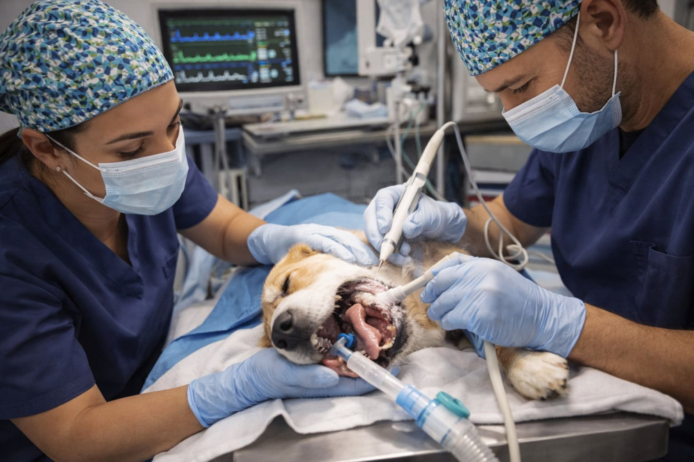 Dental Cleaning Costs for Pets