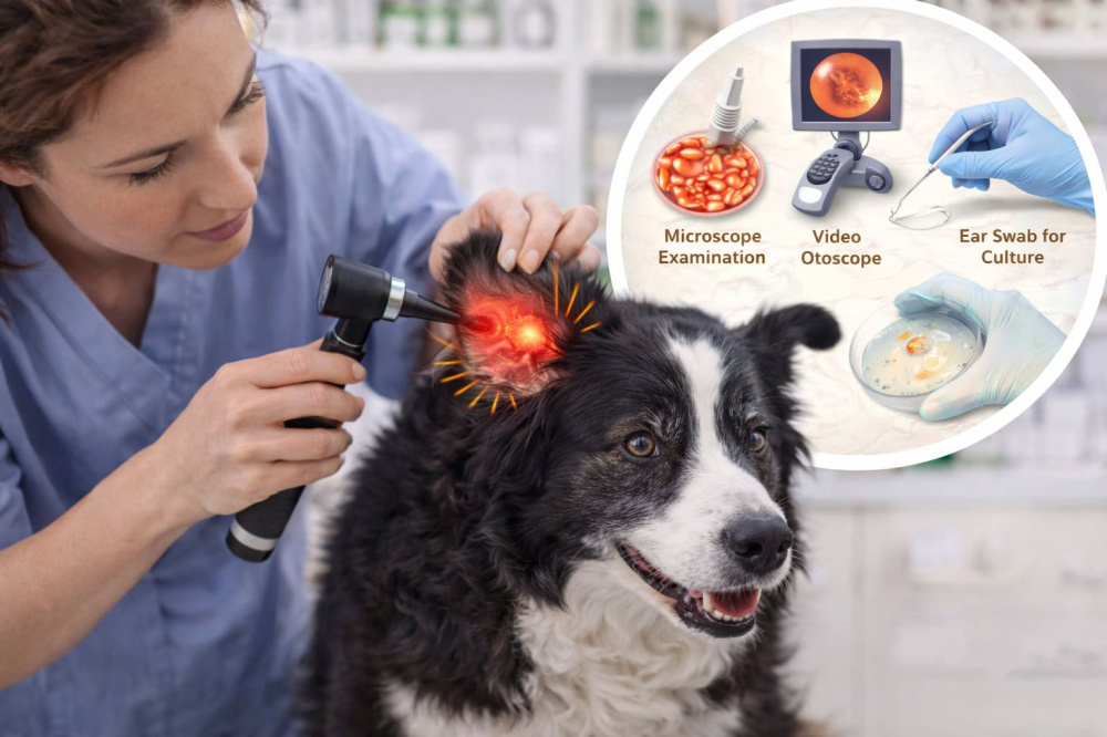 Diagnostic Process for Dog Ear Infections
