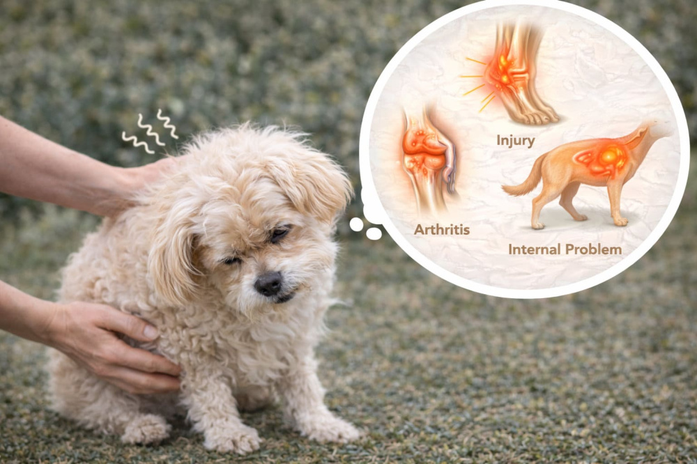 Pain as a Cause of Shaking in Dogs