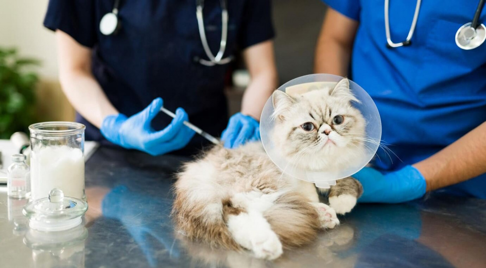 Pet Vaccinations in Queens, NYC