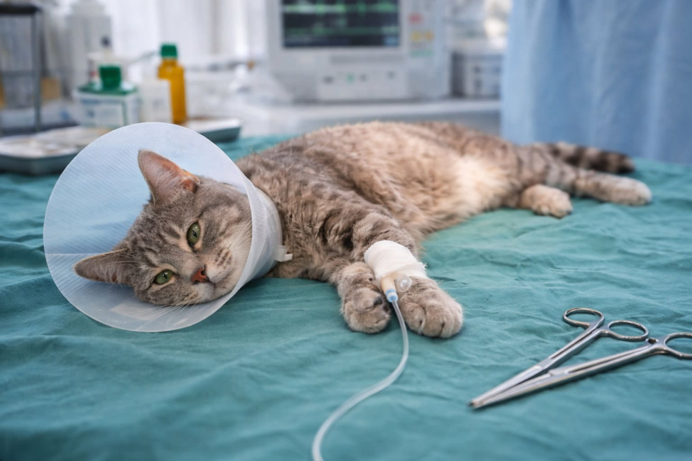 The Role of Spaying and Neutering