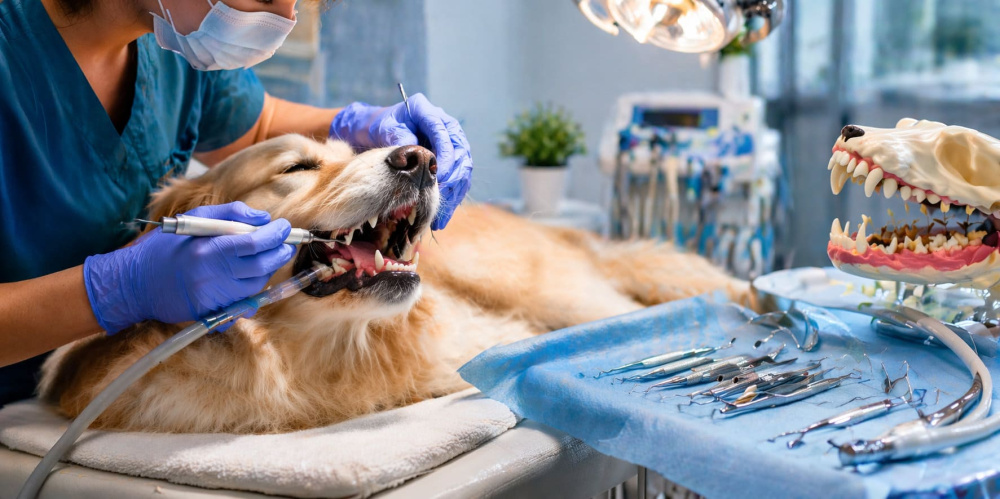 What Is Included in a Professional Dog Dental Cleaning