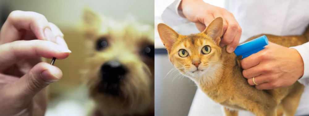 What is Microchip Identification?